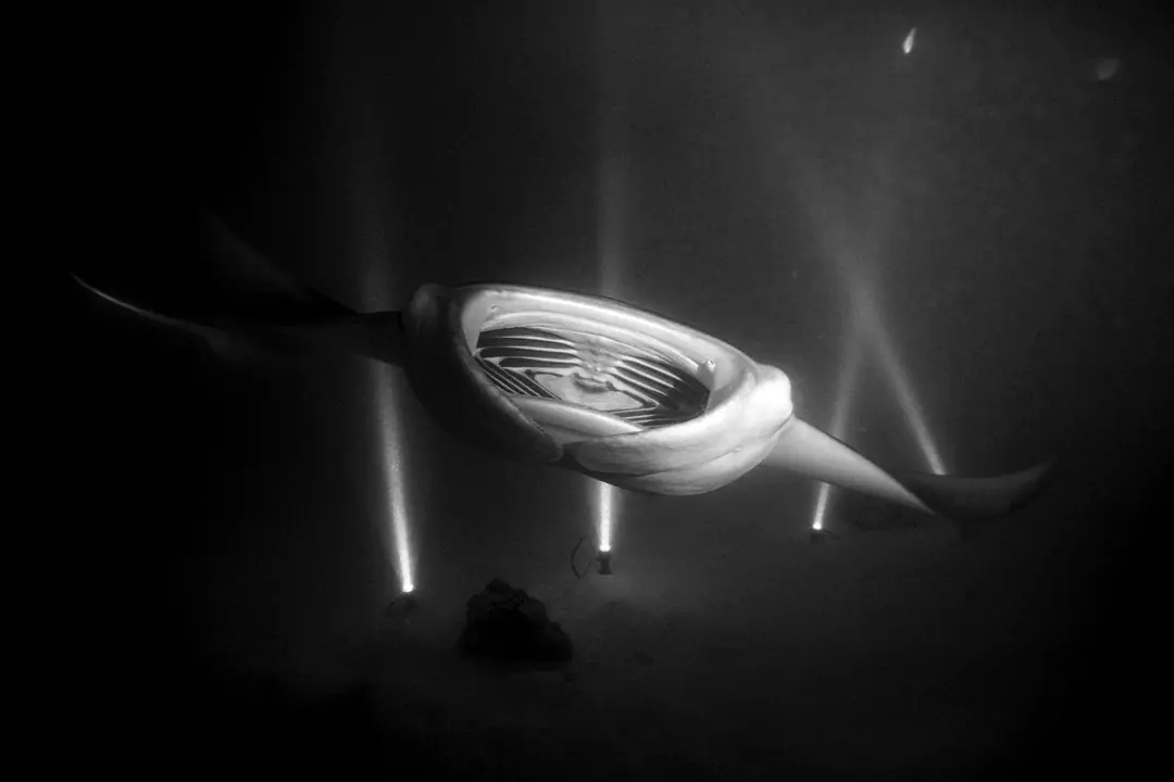 Une raie manta se nourrit de nuit, ailes déployées, éclairée par en dessous par les faisceaux des lampes de plongeurs agenouillés sur le fond. Noir et blanc.