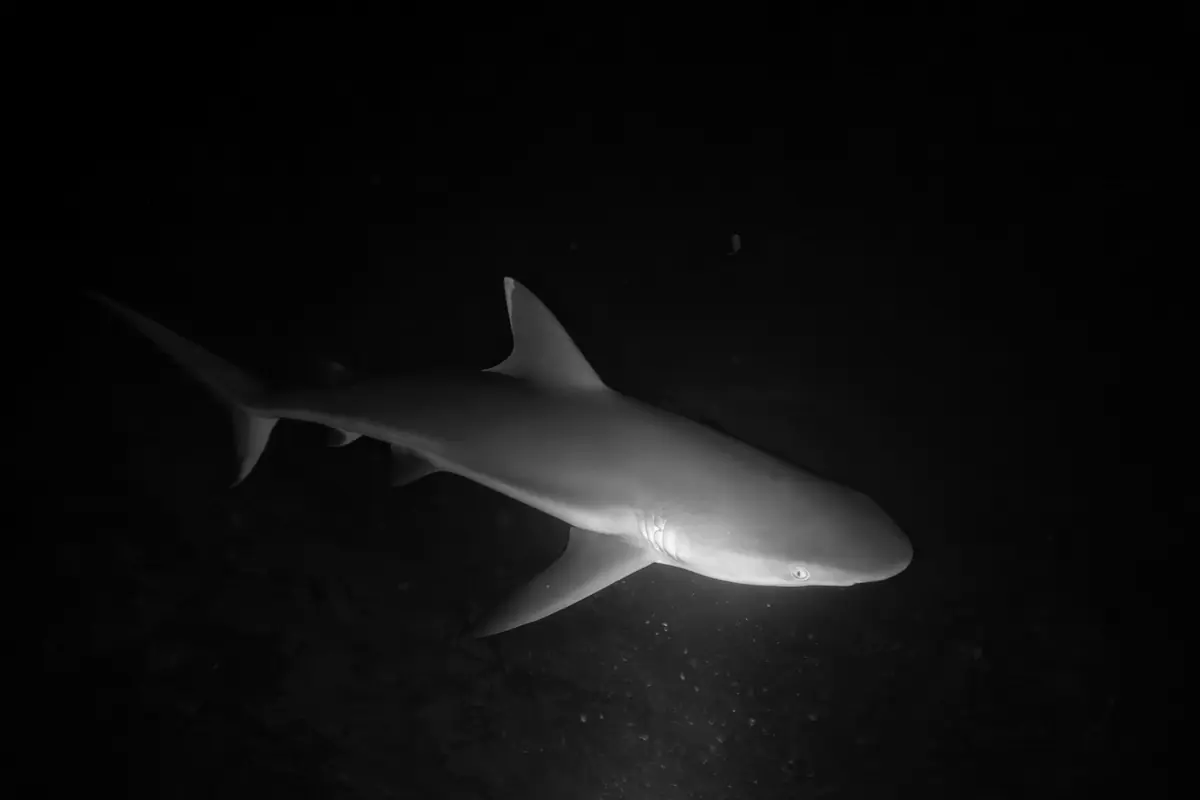 Un requin traverse de nuit le faisceau d’une lampe de plongée.